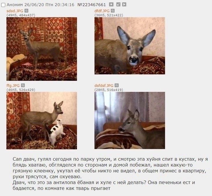 [С Аноним 26/06/20 Птн 20:34:16 №223467661 $4 9 к Can двач, гулял сегодня по парку утром, и смотрю эта хуйня спит в кустах, ну я блядь хватаю, обгляделся по сторонам и домой побежал, нашел какую-то гр