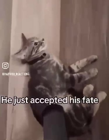 Hejust accepted his.fate) Нео ассереа fate) @PAYTITO_REAGTIONS