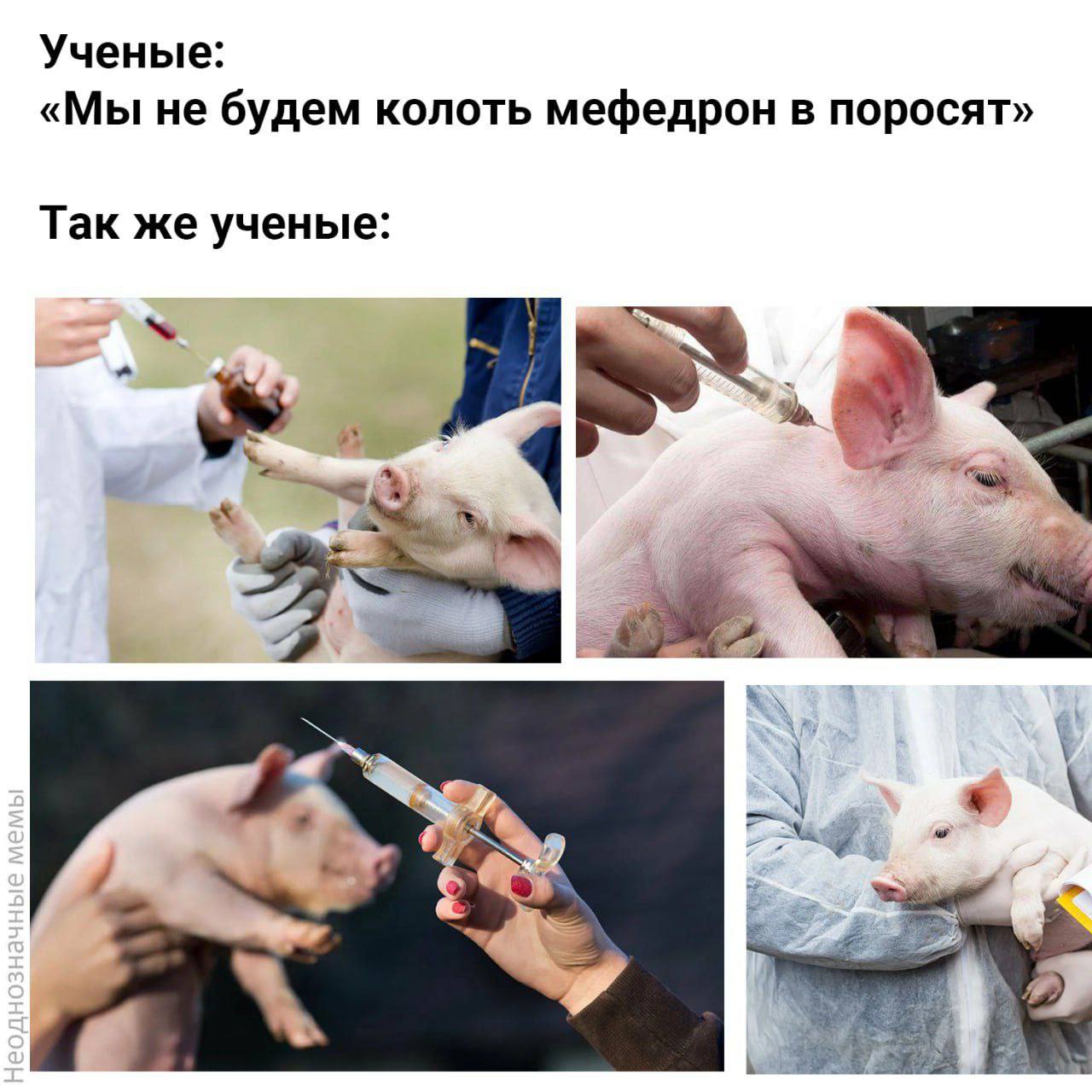Ученые: «Мы не будем колоть мефедрон в поросят» Так же ученые:
