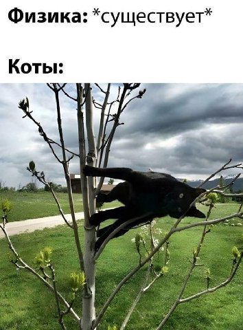 Физика: *существует* Коты: