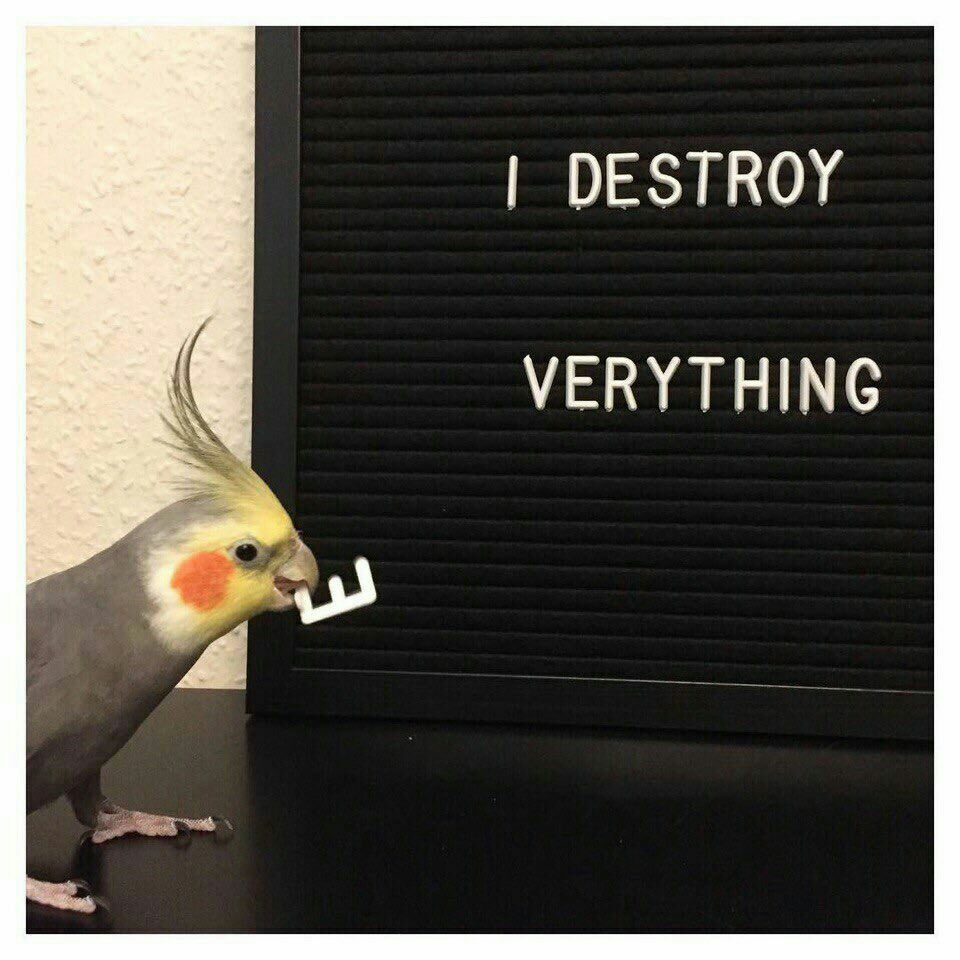 DESTROY VERYTHING
