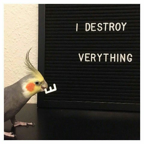 DESTROY VERYTHING