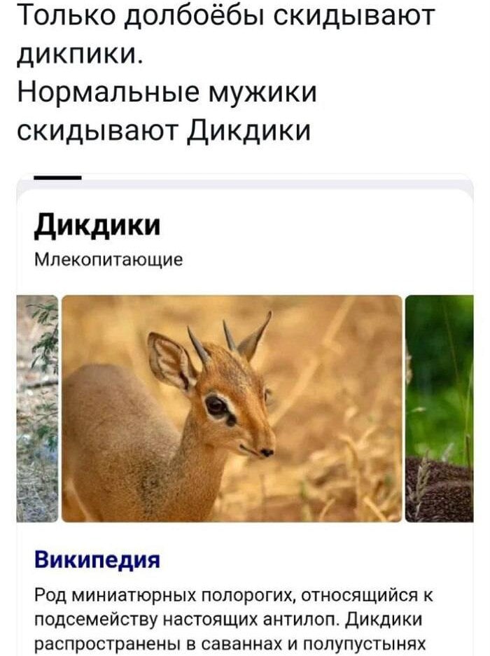 Только долбоёбы скидывают ДИКПИКИ. Нормальные мужики скидывают Дикдики Дикдики Млекопитающие в Википедия Род миниатюрных полорогих, относящийся к подсемейству настоящих антилоп. Дикдики распространены