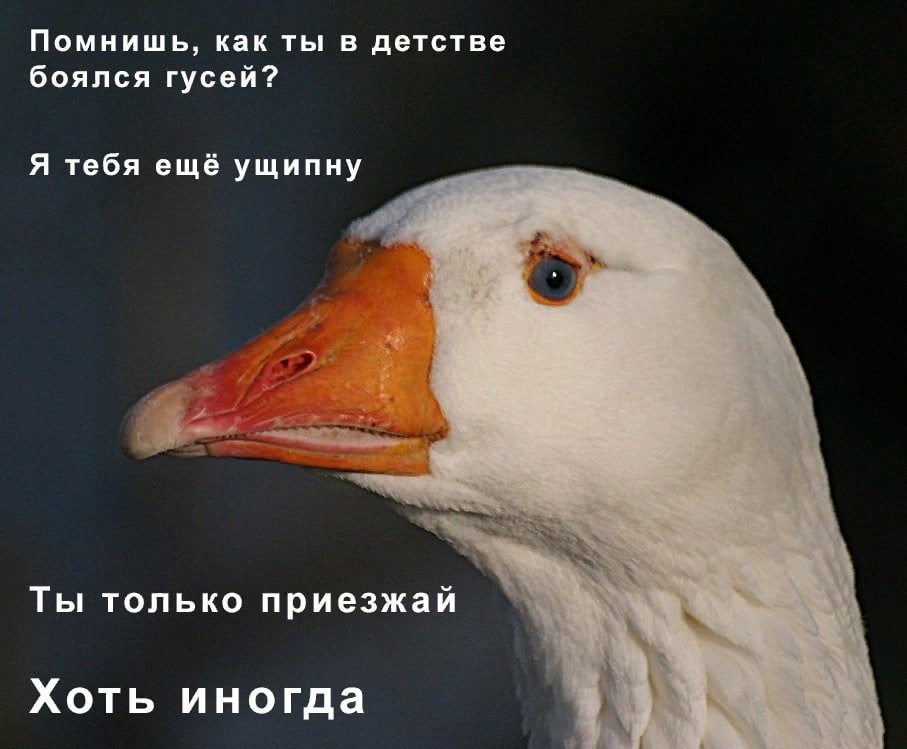 Помнишь, как ты в детстве боялся гусей? Я тебя ещё ущипну Ты только приезжай Хоть иногда