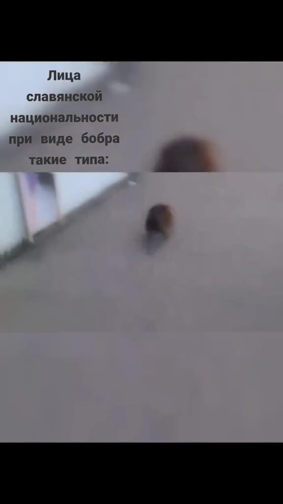 славянской национальности при виде бобра такие типа: у вциональности
