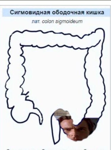 Сигмовидная ободочная кишка лат. colon sigmoideum