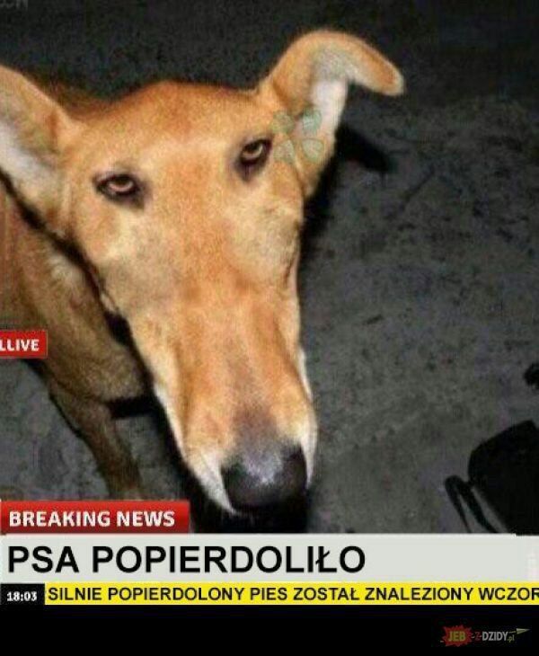 LLIVE BREAKING NEWS PSA POPIERDOLILO 18:03 SILNIE POPIERDOLONY PIES ZOSTAL ZNALEZIONY WCZO