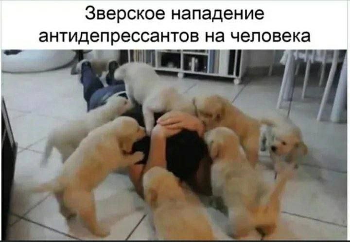 Зверское нападение антидепрессантов на человека
