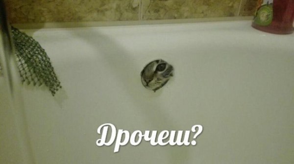 Фрочеш?