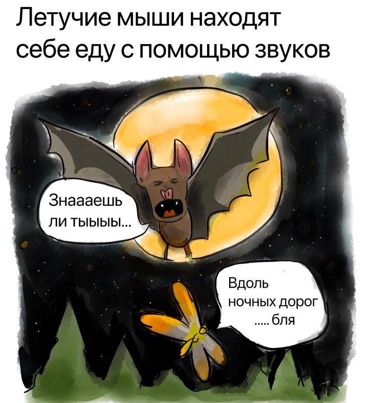 Летучие мыши находят себе еду с помощью звуков и Знаааешь a литыыыы... a Вдоль ‘А ночных дорог