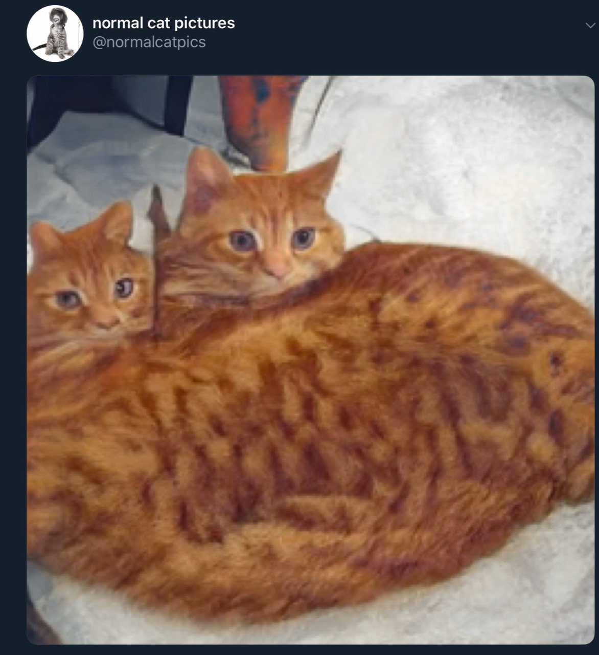 ето могли быть мы но ты не хочешь быть нейро