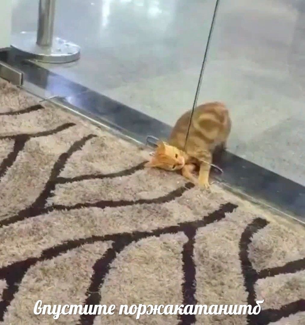 у поржакатанитд'