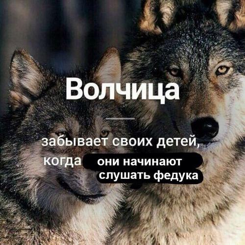Волчица 1 забывает своих детей, они начинают когда слушать федука