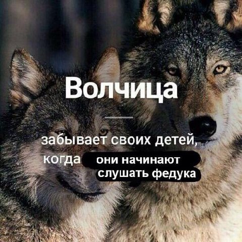Волчица 1 забывает своих детей, они начинают когда слушать федука