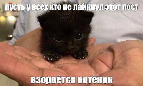 пусть кто не лайкнул этот 2 взорвется котенок
