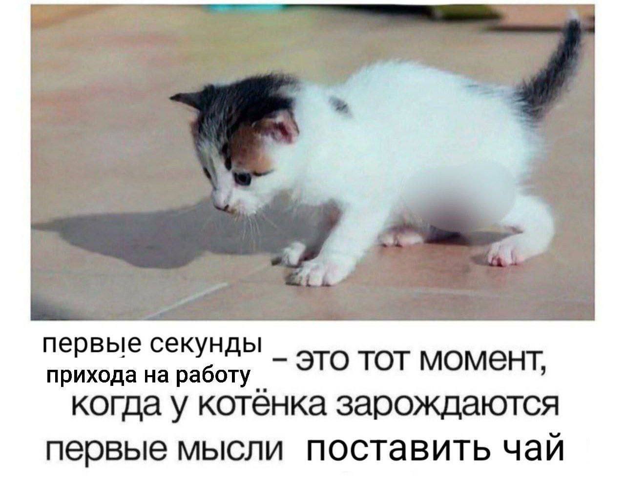 первые секунды это тот момент, прихода на работу когда у котёнка зарождаются первые мысли поставить чай
