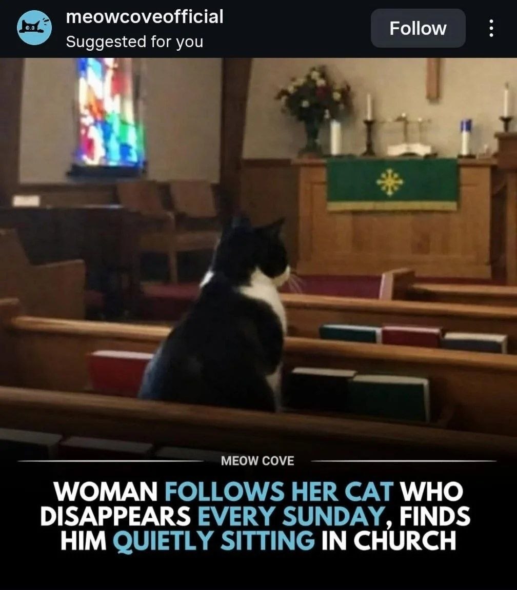 meowcoveofficial Follow Suggested for you 7 MEOW COVE WOMAN FOLLOWS HER CAT WHO DISAPPEARS EVERY SUNDAY, FINDS HIM QUIETLY SITTING IN CHURCH