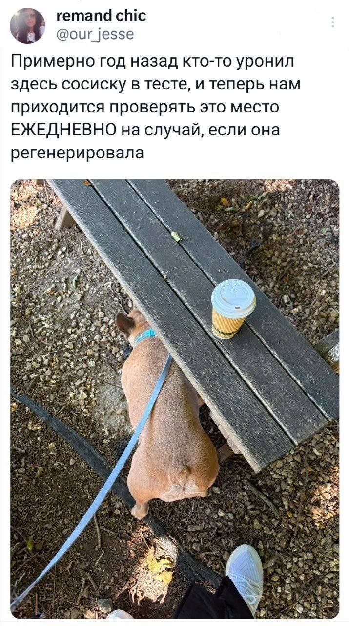 remand chic @our jesse Примерно год назад кто-то уронил здесь сосиску в тесте, и теперь нам приходится проверять это место ЕЖЕДНЕВНО на случай, если она регенерировала 4 4 4 к 3 3% Vie