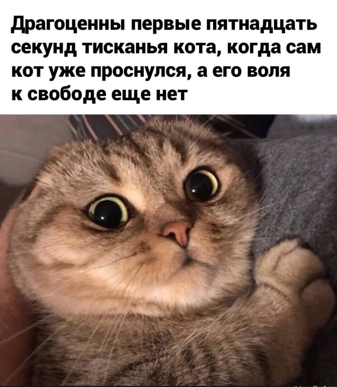 Драгоценны первые пятнадцать секунд тисканья кота, когда сам кот уже проснулся, а его воля к свободе еще нет