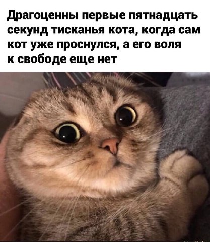 Драгоценны первые пятнадцать секунд тисканья кота, когда сам кот уже проснулся, а его воля к свободе еще нет