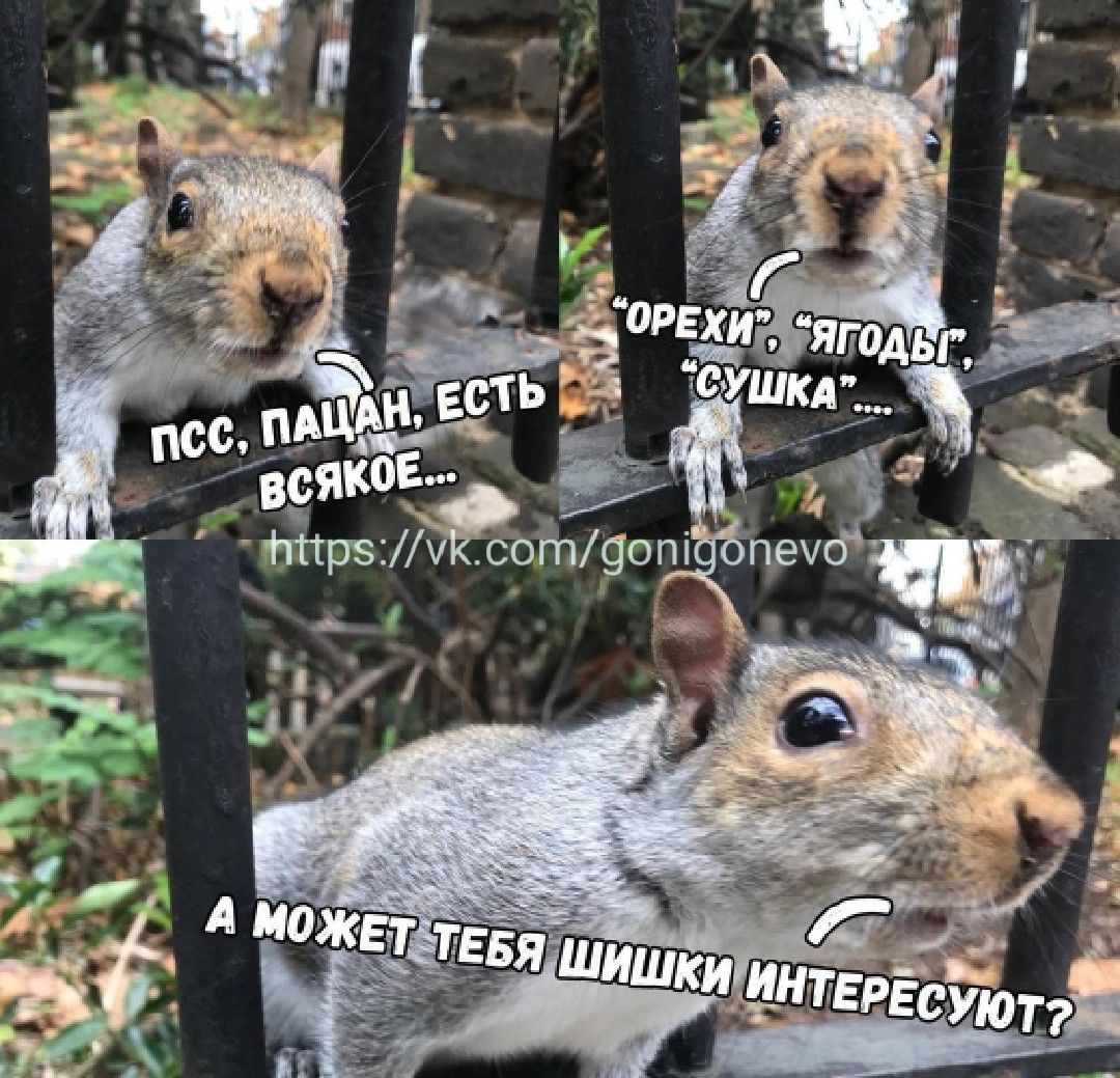 “СУШКА”. ЕСТЬ. nce, a. 4 МОЖЕТ ТЕБЯ Шишки ИНТЕР СУЮТ?