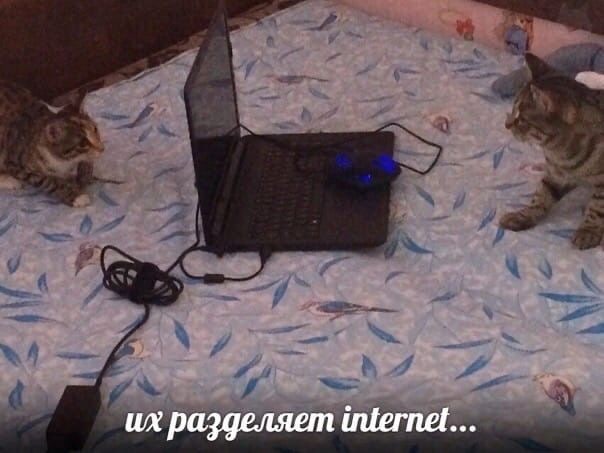 разделяет