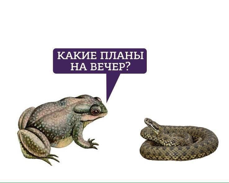 КАКИЕ ПЛАНЫ НА ВЕЧЕР?