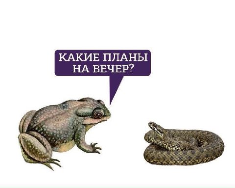 КАКИЕ ПЛАНЫ НА ВЕЧЕР?