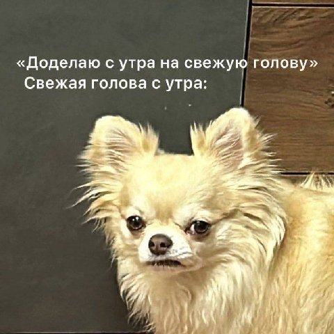 «Доделаю с утра на свежую голову» Свежая голова с утра: