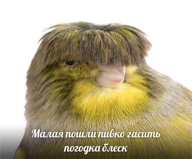 SAS К у Малая погодка