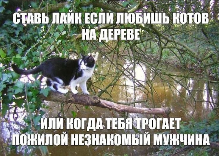 СТАВЬ ЛАИК ЕСЛИ ЛЮБИШЬ ДЕРЕВЕ” veg 5 ИЛИ КОГДА. НЕЗНАКОМЫЙ МУЖЧИНА