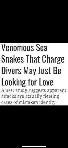 Venomous Sea Snakes That Charge Divers May Just Be Looking for Love A new study suggests apparent attacks are actually fleeting cases of mistaken identity