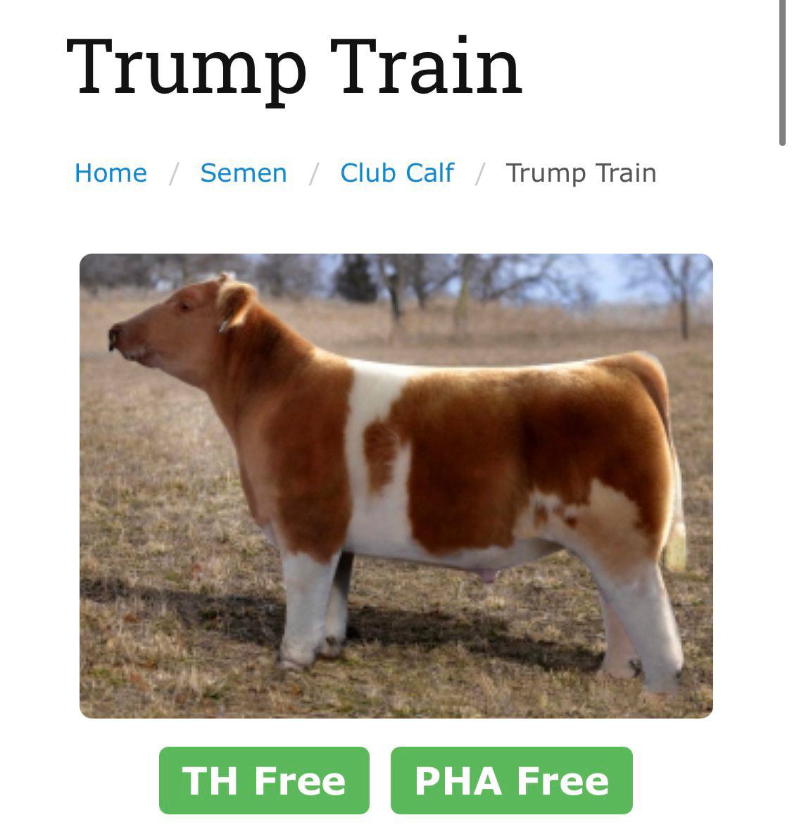 Trump Train Home Semen Club Calf Trump Train