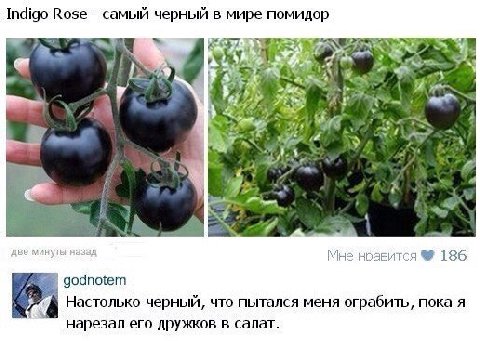 Indigo Rose самый черный в мире помидор Reo 2 и. 4 fed 7 и А две минуты назад Мне ноавится 186 godnotem Настолько черный, что пытался меня ограбить, пока A нарезал его дружков в салат.