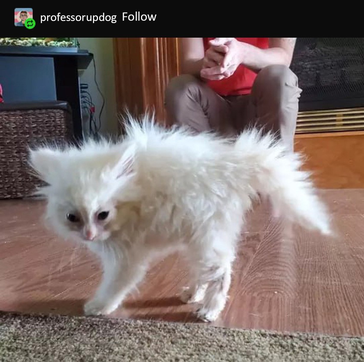 professorupdog Follow