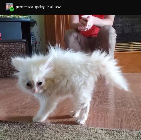 professorupdog Follow