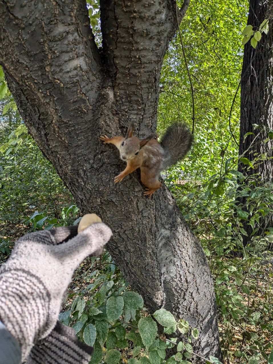 🐿