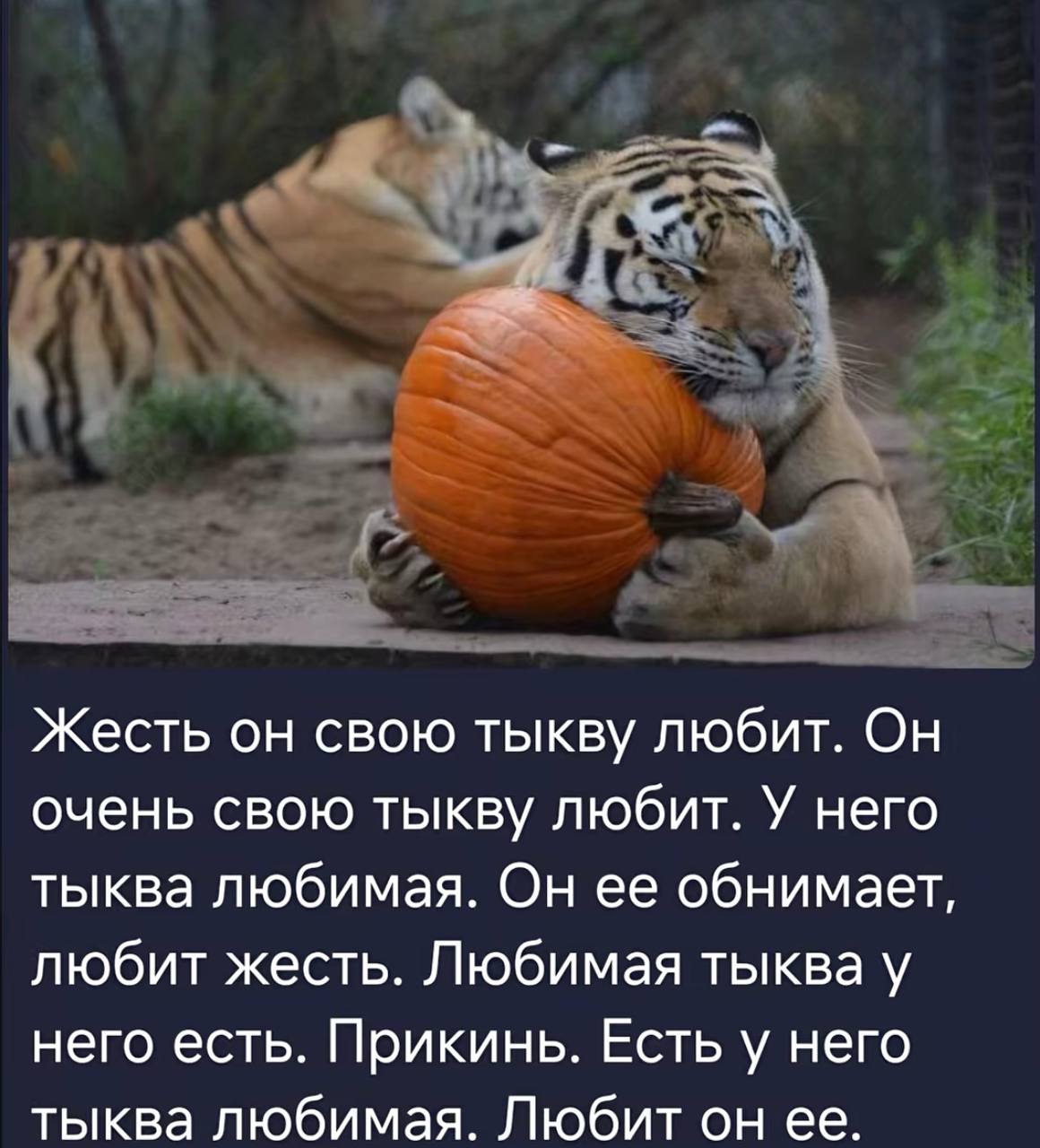 Жесть он свою тыкву любит. Он очень свою тыкву любит. У него тыква любимая. Он ее обнимает, любит жесть. Любимая тыква у него есть. Прикинь. Есть у него тыква любимая. Любит он ее.
