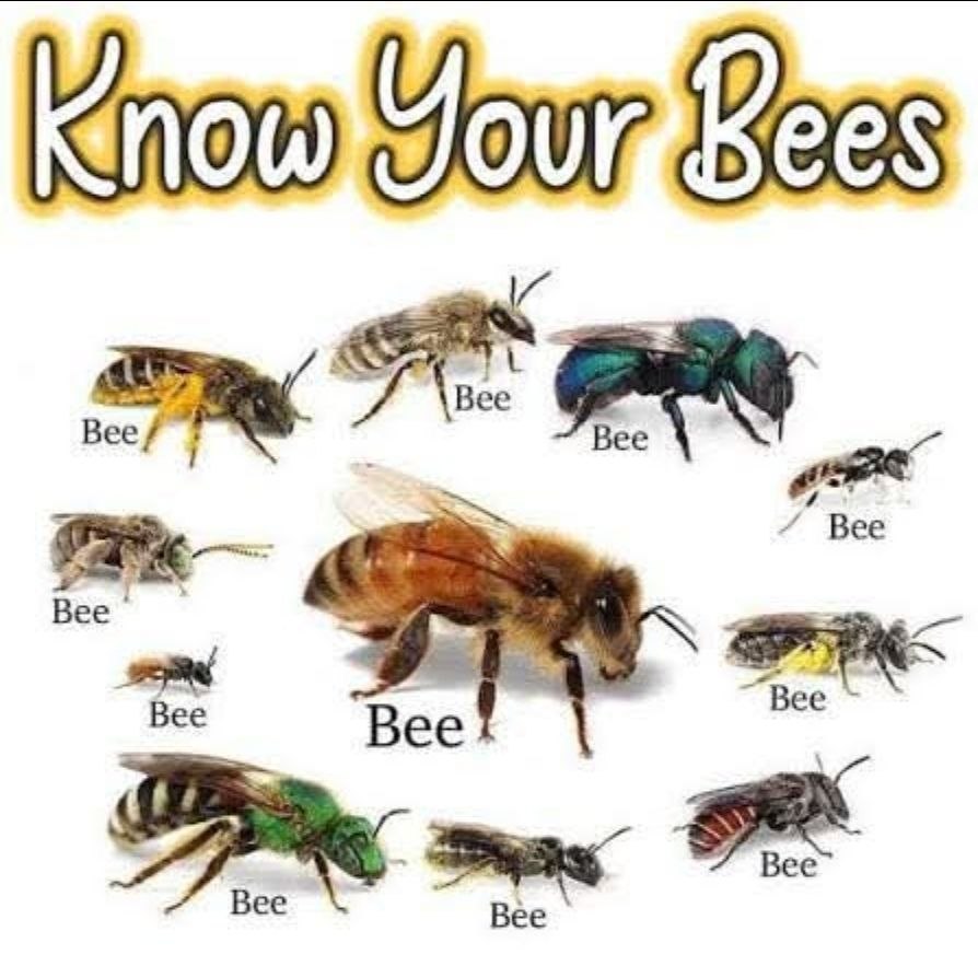 Bee 4 Bee Bee Bee Bee Bee
