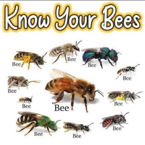 Bee 4 Bee Bee Bee Bee Bee