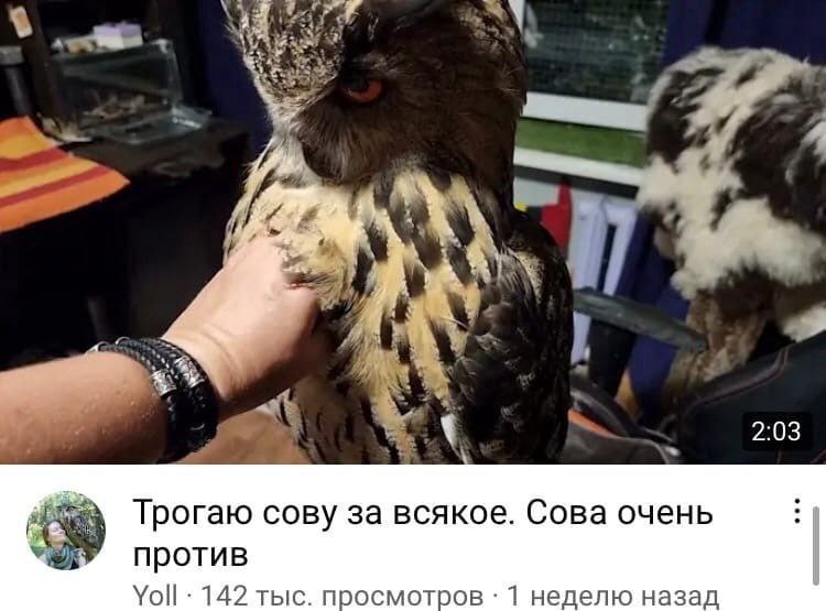 2:03 Трогаю сову за всякое. Сова очень против Yoll 142 тыс. просмот 1 неделю назад