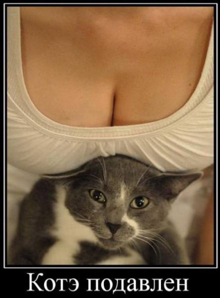 Котэ подавлен
