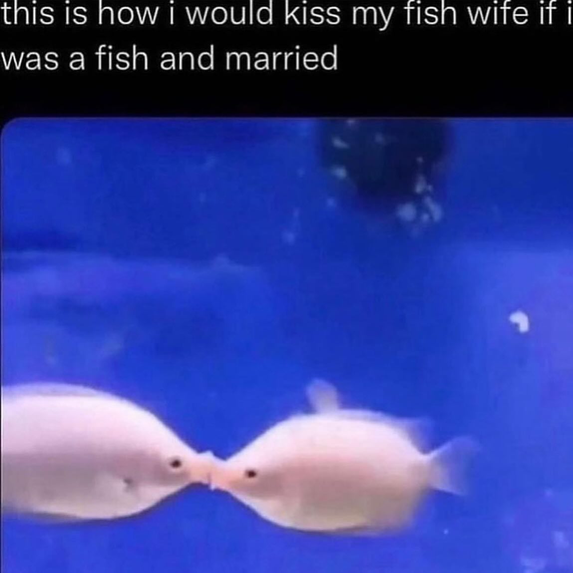 this Is Now would kiss my TISN wite IT was a fish and married