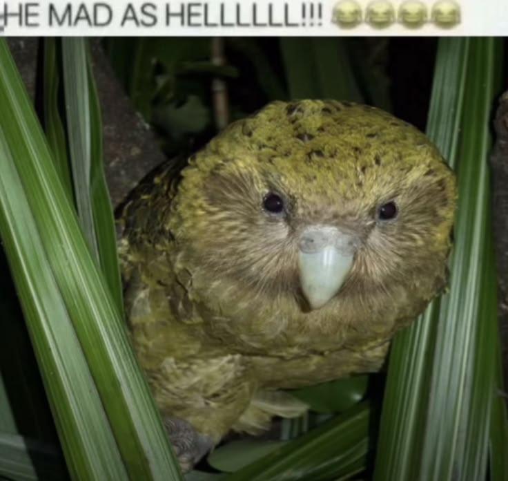 НЕ MAD AS HELLLLLL!!!
