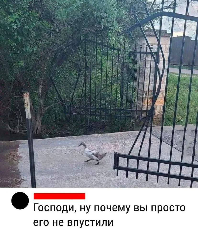 Господи, ну почему вы просто его не впустили