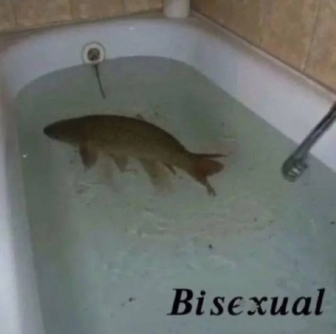 Bisexual
