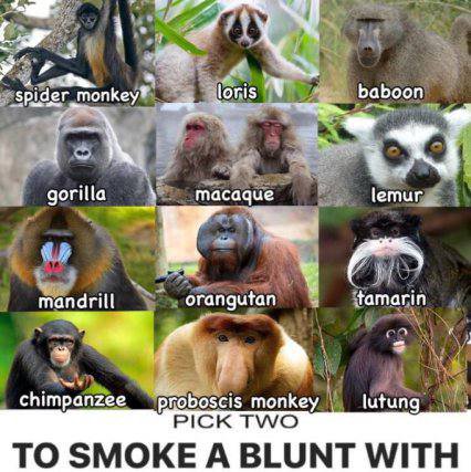 а У loris у baboon gorilla macaque jemur orangutan tamarin a chimpanzee proboscis monkey PICK TWO TO SMOKE A BLUNT WITH