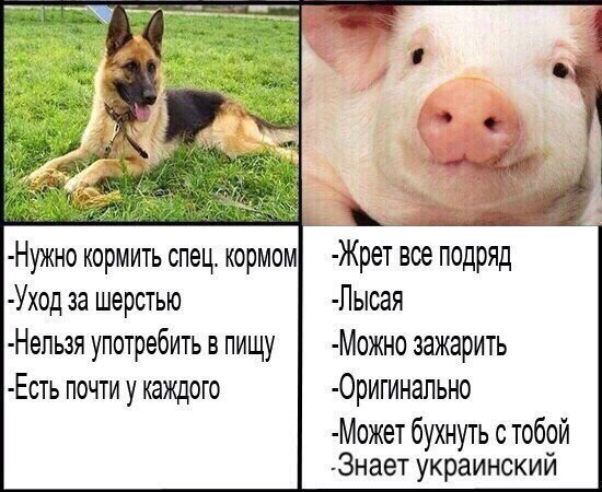 кормить спец, кормом все подряд -Уход за шерстью -Лысая -Нельзя употребить в пищу зажарить -Есть почти у каждого бухнуть с тобой -Знает украинский