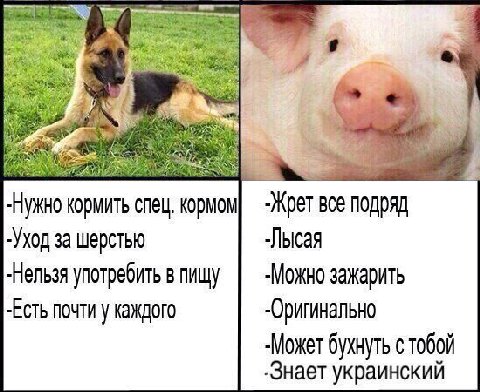 кормить спец, кормом все подряд -Уход за шерстью -Лысая -Нельзя употребить в пищу зажарить -Есть почти у каждого бухнуть с тобой -Знает украинский