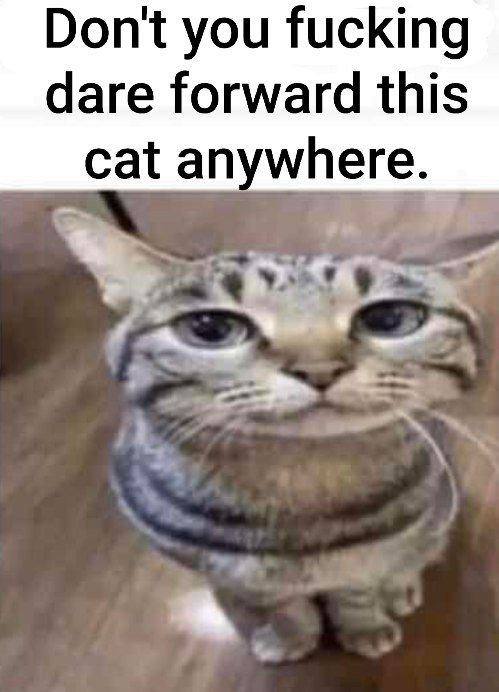 Don't you fucking dare forward this cat an where.
